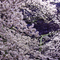 小金井公園 花見散策 2010