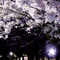小金井公園 花見散策 2010