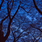 小金井公園 花見散策 2010