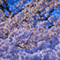 小金井公園 花見散策 2010