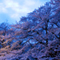 小金井公園 花見散策 2010
