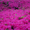 花小金井 散策 フォト 2010