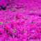 花小金井 散策 フォト 2010