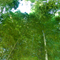 花小金井 散策 フォト 2010