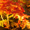長谷寺 紅葉ライトアップ 2010