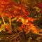 長谷寺 紅葉ライトアップ 2010