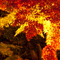 長谷寺 紅葉ライトアップ 2010