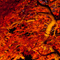 長谷寺 紅葉ライトアップ 2010