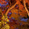 長谷寺 紅葉ライトアップ 2010