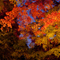 長谷寺 紅葉ライトアップ 2010