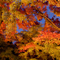 長谷寺 紅葉ライトアップ 2010