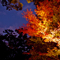 長谷寺 紅葉ライトアップ 2010