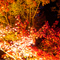 長谷寺 紅葉ライトアップ 2010