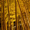 長谷寺 紅葉ライトアップ 2010