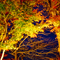 長谷寺 紅葉ライトアップ 2010