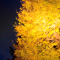 長谷寺 紅葉ライトアップ 2010