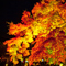 長谷寺 紅葉ライトアップ 2010