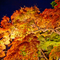長谷寺 紅葉ライトアップ 2010