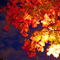 長谷寺 紅葉ライトアップ 2010