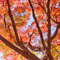 新宿御苑 紅葉 2010