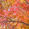 新宿御苑 紅葉 2010