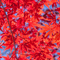 新宿御苑 紅葉 2010