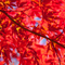 新宿御苑 紅葉 2010