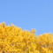新宿御苑 紅葉 2010
