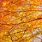 新宿御苑 紅葉 2010