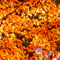 新宿御苑 紅葉 2010