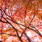 新宿御苑 紅葉 2010