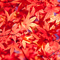 新宿御苑 紅葉 2010