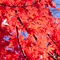 新宿御苑 紅葉 2010