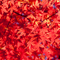 新宿御苑 紅葉 2010