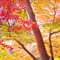 新宿御苑 紅葉 2010