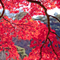 新宿御苑 紅葉 2010