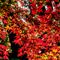 新宿御苑 紅葉 2010
