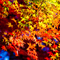 新宿御苑 紅葉 2010