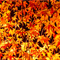 新宿御苑 紅葉 2010