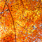 新宿御苑 紅葉 2010