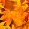 新宿御苑 紅葉 2010
