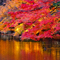 新宿御苑 紅葉 2010