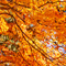 新宿御苑 紅葉 2010