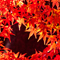 新宿御苑 紅葉 2010