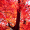 新宿御苑 紅葉 2010