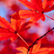 新宿御苑 紅葉 2010