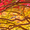 新宿御苑 紅葉 2010