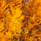 新宿御苑 紅葉 2010