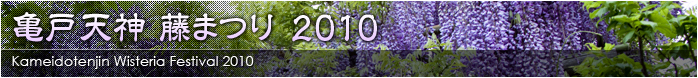 亀戸天神 藤まつり 2010