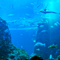新江ノ島水族館 2011 2月